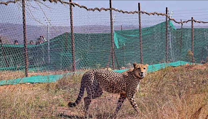 कूनो नेशनल पार्क में एक और चीते की मौत: दक्षिण अफ्रीका से लाया गया चीता उदय की मौत