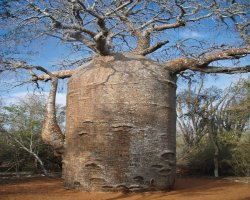 Top 10 Benefits of Baobab Fruit and Powder | Nutritional Attributes & Uses