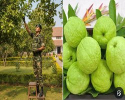 लखनऊ में SDRF जवान को अमरूद खाना पड़ा महंगा, जवाब पढ़कर अधिकारी भी रह गए हैरान