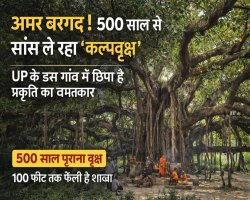 अमर बरगद! 500 साल से सांस ले रहा ‘कल्पवृक्ष’, यूपी के इस गांव में छिपा है प्रकृति का चमत्कार