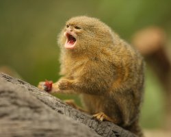 Pygmy Marmoset: यह है दुनिया का सबसे छोटा बंदर — हथेली में समाने वाला चहकता करिश्मा