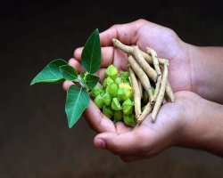 आखिर क्यों अश्वगंधा इतनी शक्तिशाली जड़ी-बूटी है?