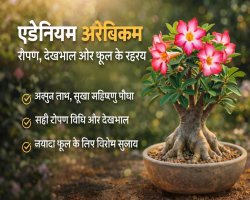 एडेनियम का पौधा: “डेजर्ट रोज़” की बढ़ती लोकप्रियता, रोपण विधि, देखभाल और फूल खिलने के काम के रहस्य
