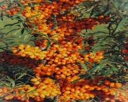 Sea Buckthorn: “Vitamin C” और “Beauty Omegas” के दावों के पीछे असली विज्ञान क्या कहता है?
