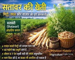 सतावर (Shatavari) की खेती: बढ़ती मांग के बीच अवसर, औषधीय फसल, उपज और बाजार की पूरी रिपोर्ट