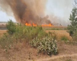 बस्ती: भीषण अग्निकांड में सैकड़ों एकड़ फसल जलकर राख, आग बुझाते समय युवक झुलसा